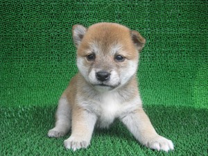 ブリーダー　子犬販売の専門店　AngelWan　横浜　柴　健康　小ぶり　赤