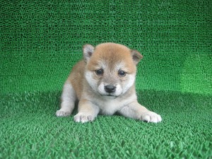 ブリーダー　子犬販売の専門店　AngelWan　横浜　柴　番犬　町田　相模原　横須賀