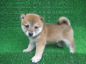 ブリーダー　子犬販売の専門店　AngelWan　東京　神奈川　千葉　埼玉　全国発送