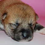 ブリーダー　子犬販売の専門店　AngelWan　横浜　柴