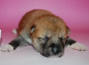 ブリーダー　子犬販売の専門店　AngelWan　横浜　柴