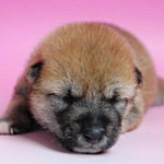 柴の子犬 赤 子犬販売の専門店 AngelWan 横浜 ブリーダー 柴犬