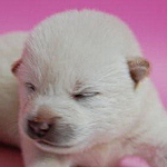 柴の子犬 白 ブリーダー 子犬販売の専門店 AngelWan 横浜 戸塚 泉区 港北 港南 西 磯子