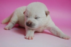 柴のこいぬ 白 ブリーダー 販売 子犬販売の専門店 AngelWan ペットショップ ブリーダー 柴 日本犬 番犬