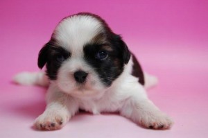 シー・ズー こいぬ ブリーダー ブリーダー 子犬販売の専門店 AngelWan 神奈川 シー・ズー 東京 千葉 埼玉