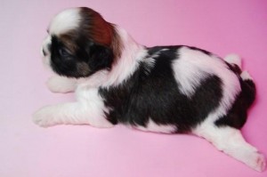 シーズー 子犬 ホワイト&ブラウン ブリーダー 子犬販売の専門店 AngelWan 横浜 シー・ズー 湘南 町田 横須賀