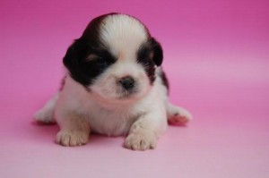 ブリーダー　子犬販売の専門店　AngelWan　横浜　茅ヶ崎　藤沢　逗子　鎌倉