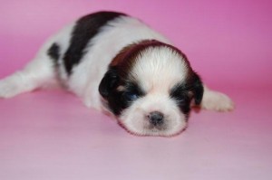 ブリーダー　子犬販売の専門店　AngelWan　横浜　ペットショップ