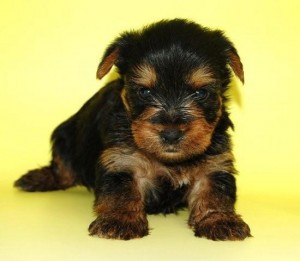 ブリーダー　子犬販売の専門店　AngelWan　ヨーキー　横浜　湘南　町田　相模原