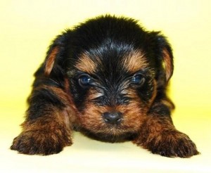 ヨーキー テリア こいぬ ♂ ブリーダー 子犬販売の専門店 AngelWan ペット 小型犬 横浜 戸塚 泉区 港南