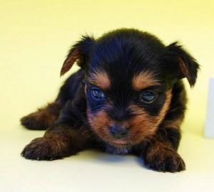 ヨーキー　ブリーダー　子犬販売の専門店　AngelWan　横浜　小ぶり　室内犬