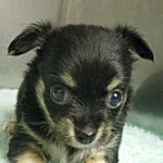 チワワの子犬 ブラックタン&ホワイト ブリーダー 子犬販売の専門店 AngelWan 横浜 チワワ