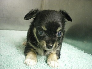 チワワ 子犬 ブリーダー ブリーダー 子犬販売の専門店 AngelWan 横浜 チワワ 川崎 湘南 町田