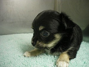 ロングコートチワワ ブラックタン&ホワイト こいぬ ブリーダー 子犬販売の専門店 AngelWan 横浜 チワワ 全国発送可能