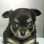 チワワの子犬 ブラック&タン ブリーダー 子犬販売の専門店 AngelWan 横浜 チワワ