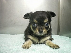 チワワ ブラック&タン こいぬ ブリーダー 子犬販売の専門店 AngelWan 横浜 チワワ 東京 千葉 さいたま