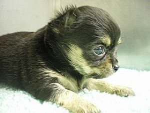 ロングコート チワワ ブリーダー 子犬 見学可 ブリーダー 子犬販売の専門店 AngelWan チワワ 神奈川 東京 千葉 埼玉