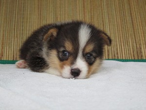 ブリーダー　子犬販売の専門店　AngelWan　横浜　コーギー　湘南　川崎　町田　相模原