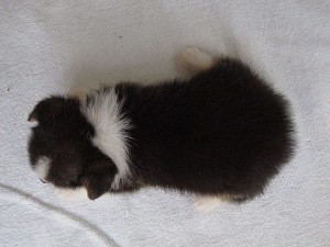 ブリーダー　子犬販売の専門店　AngelWan　コーギー　ペットショップ　通信販売