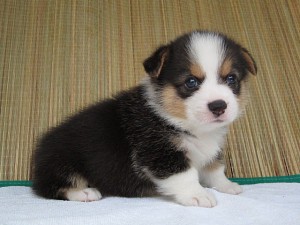 ブリーダー　子犬販売の専門店　AngelWan　横浜　相模原　町田　小田原　横須賀