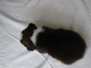 ブリーダー　子犬販売の専門店　AngelWan　ペットショップ　インターネット