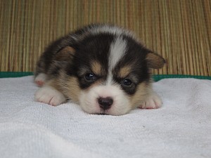 ウェルシュコーギーペンブローク　子犬　ブリーダー　販売