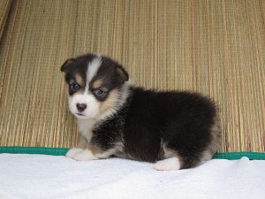 ウェルシュコーギーペンブローク　子犬　ブリーダー　販売　AngelWan