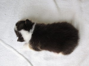 ウェルシュコーギーペンブローク　子犬　ブリーダー　販売　東京　ペットショップ