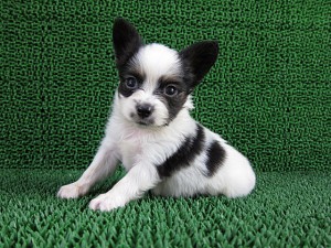 子犬販売の専門店　AngelWan　横浜　ブリーダー　パピヨン　戸塚区　泉区　港南区