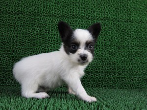 子犬販売の専門店　AngelWan　横浜　ブリーダー　パピヨン　神奈川　東京　千葉