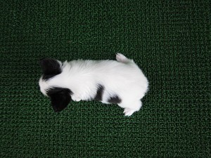 子犬販売の専門店　AngelWan　横浜　ブリーダー　パピヨン　全国発送可能