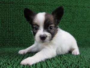 子犬販売の専門店　AngelWan　横浜　パピヨン　小型犬　カワイイ