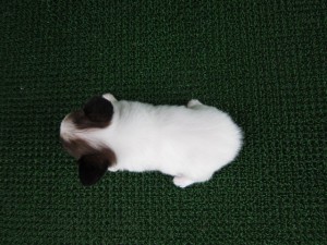 子犬販売の専門店　AngelWan　横浜　パピヨン　ブリーダー　出産情報