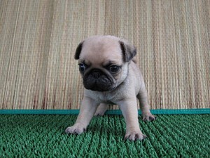 ブリーダー　子犬販売の専門店　AngelWan　パグ　神奈川県　横浜市