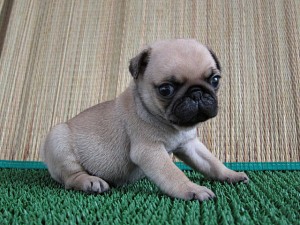 ブリーダー　子犬販売の専門店　AngelWan　パグ　鼻ぺちゃ