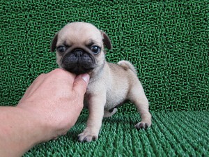 ブリーダー　子犬販売の専門店　AngelWan　パグ　ブサカワ　東京　神奈川　千葉　埼玉
