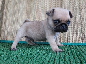 パグ ぶさかわ 仔犬 小ぶり ブリーダー 子犬販売の専門店 AngelWan 横浜 パグ 川崎 小田原 町田 相模原