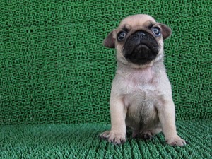 パグ こいぬ 鼻ペチャ ブリーダー 子犬販売の専門店 AngelWan 横浜 パグ 湘南 戸塚 泉区