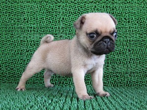 パグ ブリーダー 出産情報 ブリーダー 子犬販売の専門店 AngelWan 横浜 パグ ペットショップ