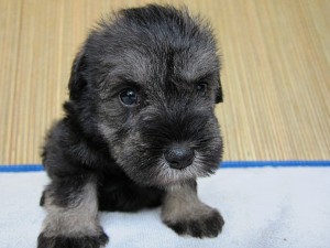 ミニチシュナ こいぬ オス ミニチュアシュナウザー 子犬販売の専門店 AngelWan ブリーダー