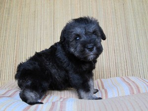 ミニチュアシュナウザー 子犬 ブリーダー ミニチュアシュナウザー 子犬販売の専門店 AngelWan ブリーダー 神奈川