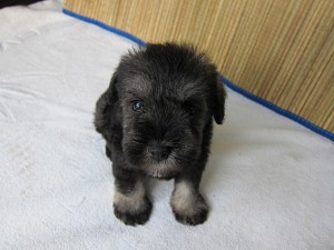 ミニチュアシュナウザー 中型犬 こいぬ ミニチュアシュナウザー 子犬販売の専門店 AngelWan ブリーダー 番犬