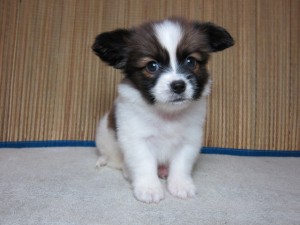 ブリーダー　子犬販売の専門店　ＡｎｇｅｌＷａｎ　パピヨン　室内犬　小ぶり　蝶々