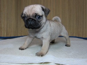 パグ ブリーダー 小型犬 パグ ブリーダー 子犬販売の専門店 AngelWan 神奈川県 東京 千葉 埼玉