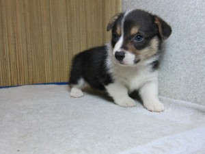 コーギー　ブリーダー　子犬販売の専門店　ＡｎｇｅｌＷａｎ　コーギー　番犬