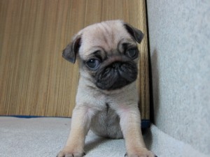 パグ こいぬ メス パグ ブリーダー 子犬販売の専門店 AngelWan 横浜市 泉区 戸塚区 旭区