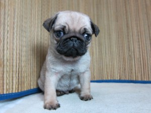 パグ PUG BUHI ブサカワ 鼻ぺちゃ パグ ブリーダー 子犬販売の専門店 AngelWan PUG BUHI ブサカワ 鼻ぺちゃ