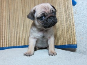 PUG ぶさかわ BUHI 鼻ペチャ 小型犬 パグ ブリーダー 子犬販売の専門店 AngelWan 横浜 室内犬 町田 相模原