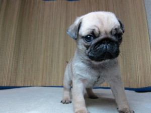 パグ おす ぶさかわ パグ ブリーダー 子犬販売の専門店 AngelWan 横浜市 戸塚区 泉区 秋田県