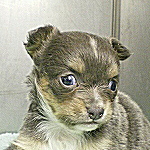 ブリーダー　子犬販売の専門店　AngelWan　神奈川県　チワワ